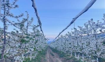 櫻桃花開(kāi)春意濃 昭覺(jué)基地春管忙